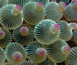 Discosoma species o Attinia a fungo o anemone a disco