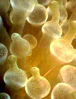 dettaglio Discosoma species o Attinia a fungo o anemone a disco
