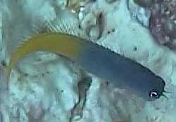 Ecsenius Bicolor o Pesce bicolore