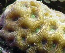 Favites species  o Corallo a cervello o corallo ad ananas