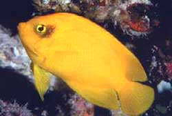 Centropyge Heraldi o Pesce angelo dei coralli giallo