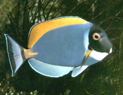 Acanthurus Leucosternon o Pesce chirurgo blu