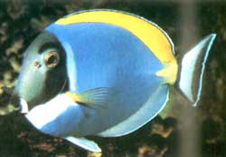 Acanthurus Leucosternon o Pesce chirurgo blu