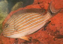 Acanthurus Lineatus o Pesce chirurgo in pigiama