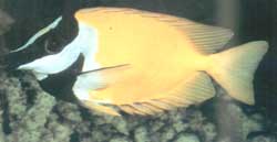 Lo Vulpinus o L. Unimaculatus o Pesce pulcinella