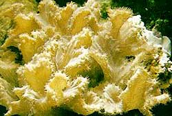 Lobophytum Crassum o Corallo a lattuga