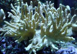 Lobophytum Pauciflorum o Corallo a cavolfiore