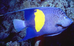 Pomacanthus Maculosus o Holacanthus Aruset o Pesce Imperatore blu