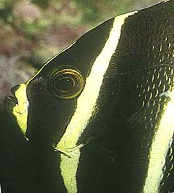 testa Pomacanthus Paru livrea juvenile o Pesce angelo nero