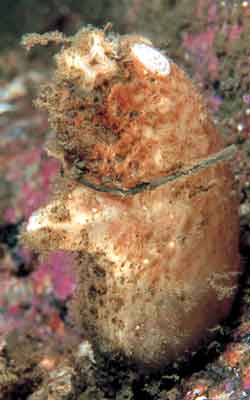 Polycarpa Pigmentata o Ascidia pigmentata