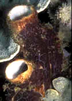 Polycarpa Pigmentata o Ascidia pigmentata