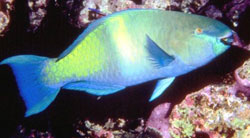 Scarus Ghobban o  Pesce pappagallo verde e blu