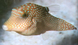 Canthigaster Margaritatus o Pesce cofano