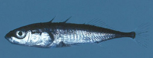 SPINARELLO  (Gasterosteus aculeatus)
