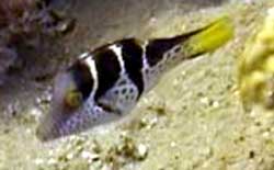 Canthigaster Valentini o Pesce cofano sellato