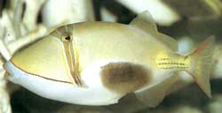 Rhinecanthus Verrucosus o Balistes Verrucosus o  Pesce balestra macchiato