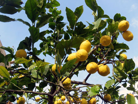 Limone Citrus