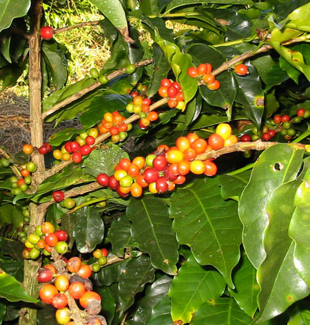 Coffea Arabica - Pianta del Caff�