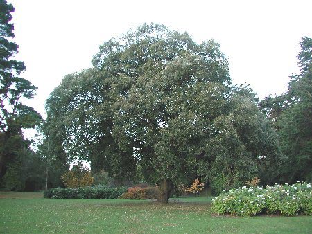 Quercia - Quercus Hispanica