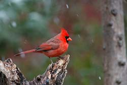 Cardinalis (Richmondena) cardinalis cardinale rosso