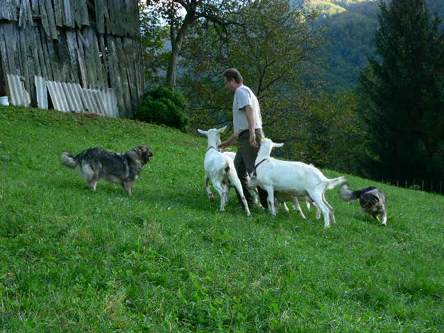 pastore di Karst con capre