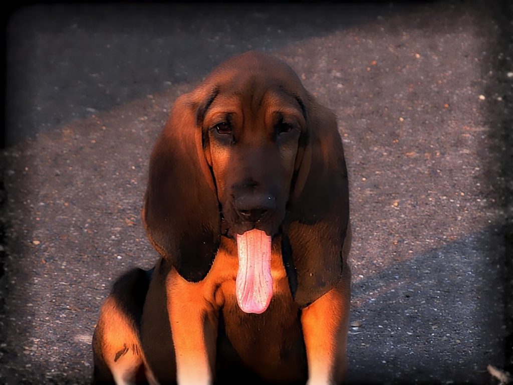 cucciolo di Bloodhound