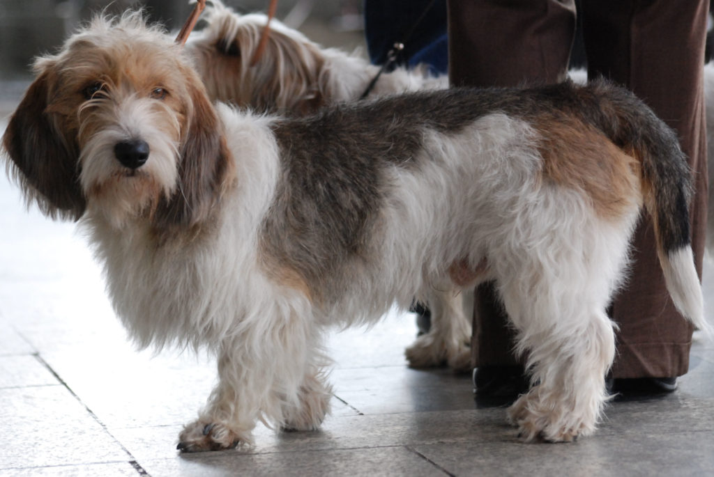 Petit Basset Griffon Vendèen