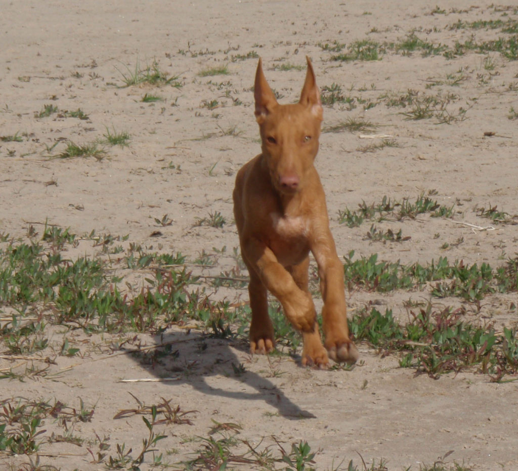 Pharaon hound - cane dei faraoni cucciolo