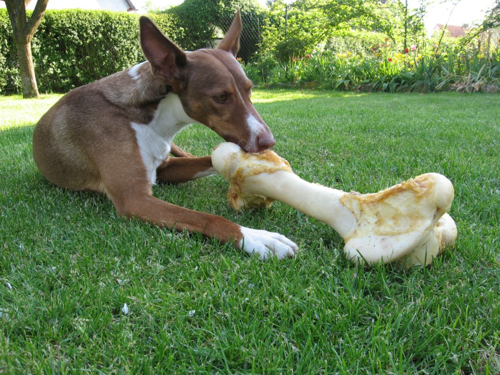 podenco ibicenco con osso