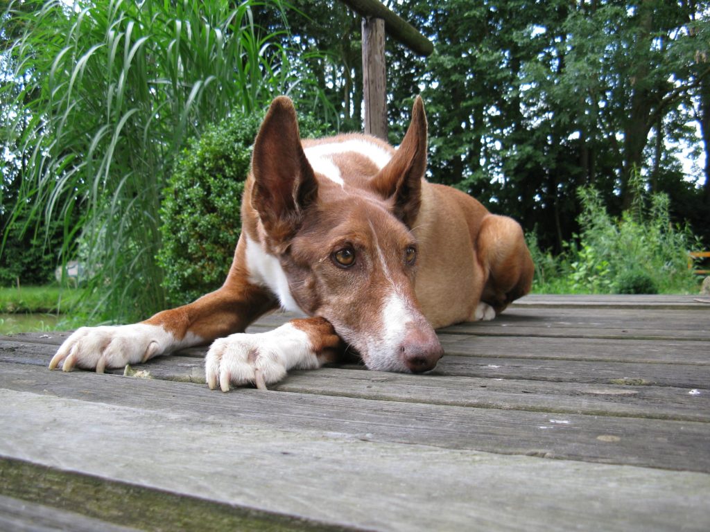 podenco ibicenco