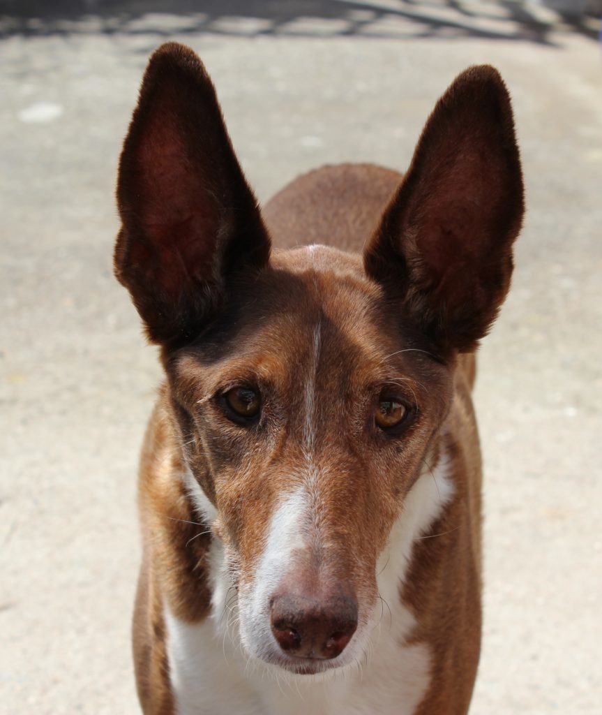 testa di podenco ibicenco