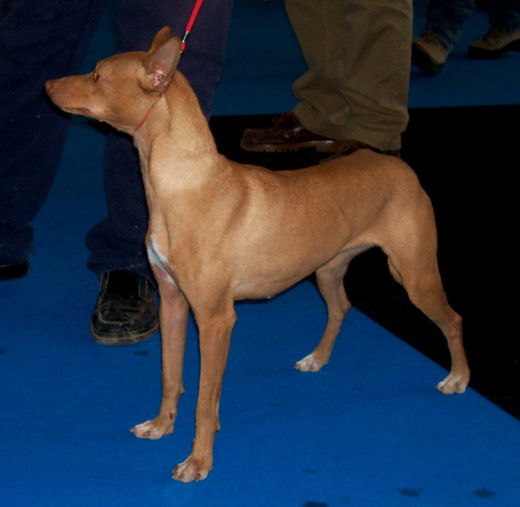 Podenco Andaluso