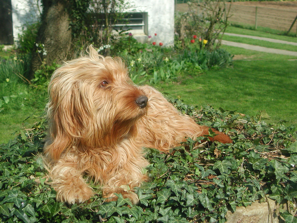 Basset fauve de bretagne