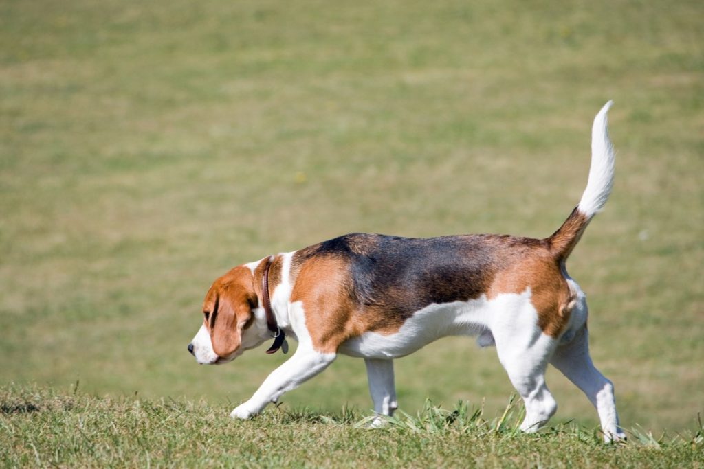 beagle in cerca