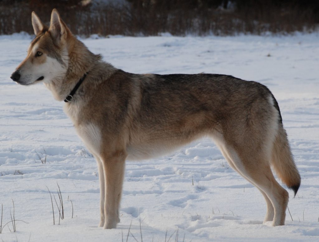 Cane lupo di Saarloos