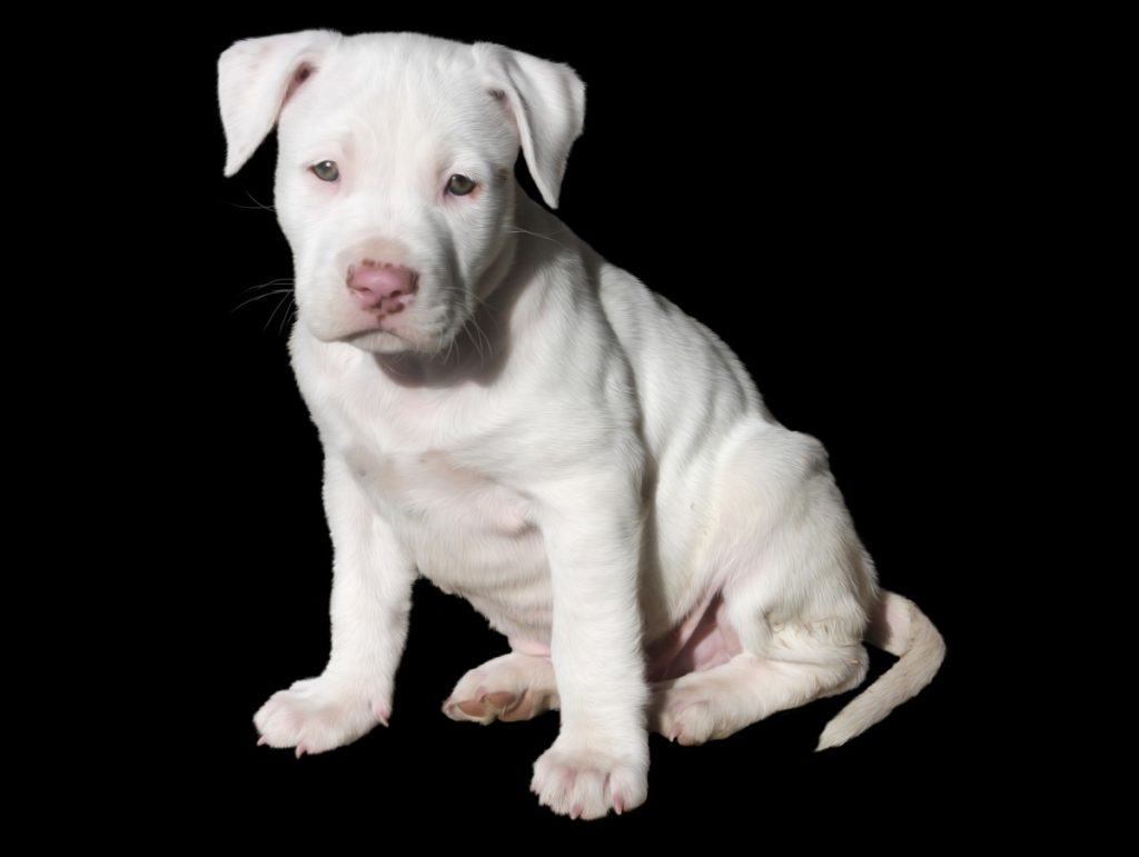 cucciolo di American Staffordshire terrier
