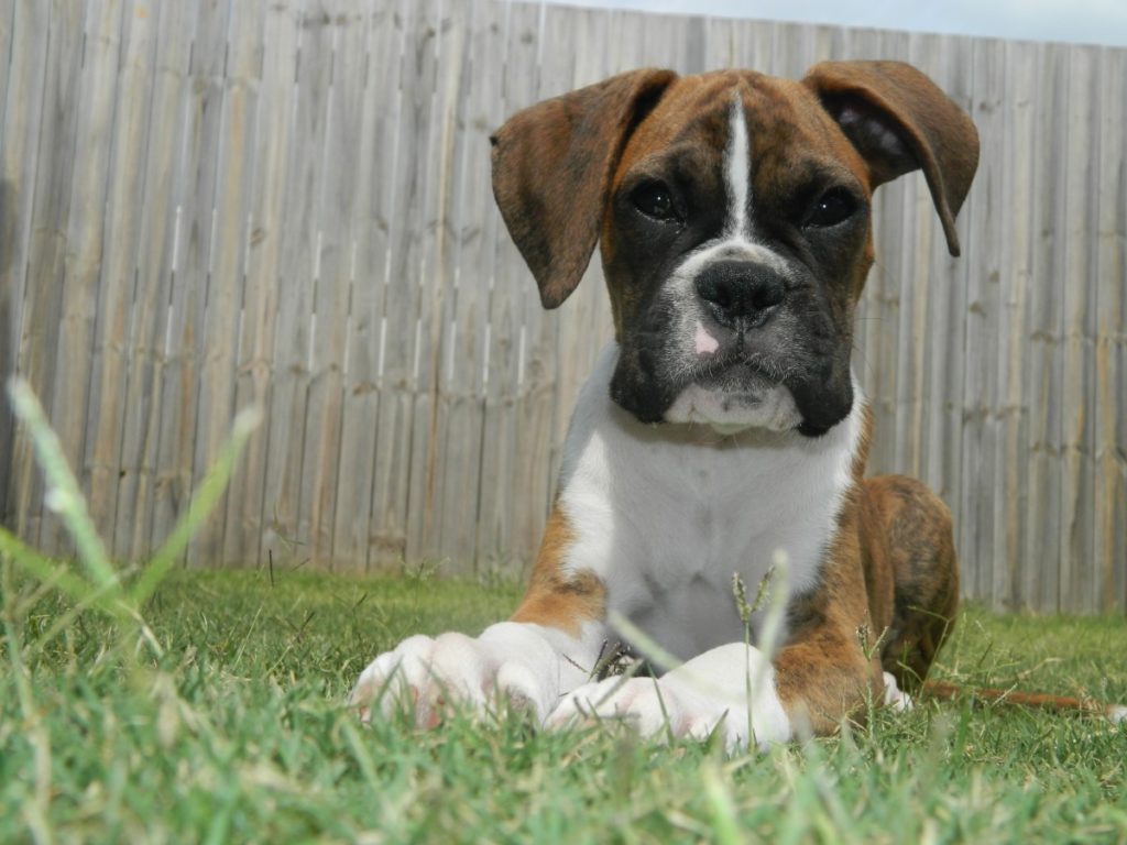 cucciolo di boxer