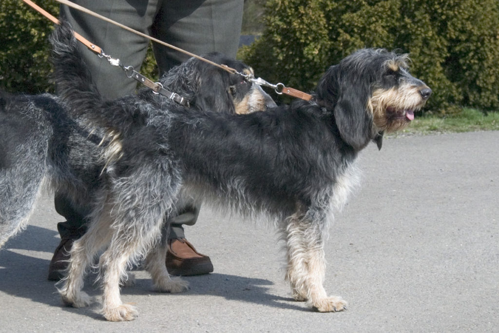 Griffon bleu de Gascogn