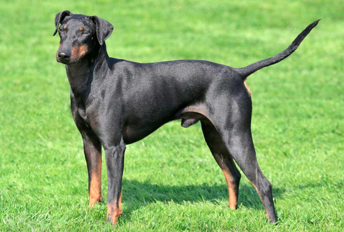 Manchester terrier