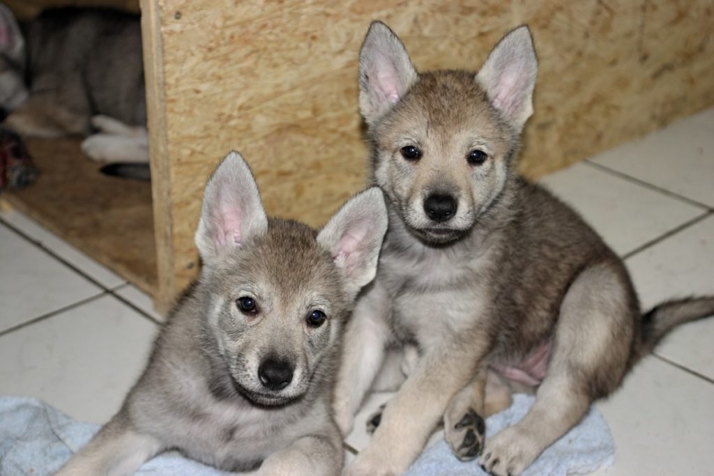 cuccioli Cane lupo cecoslovacco