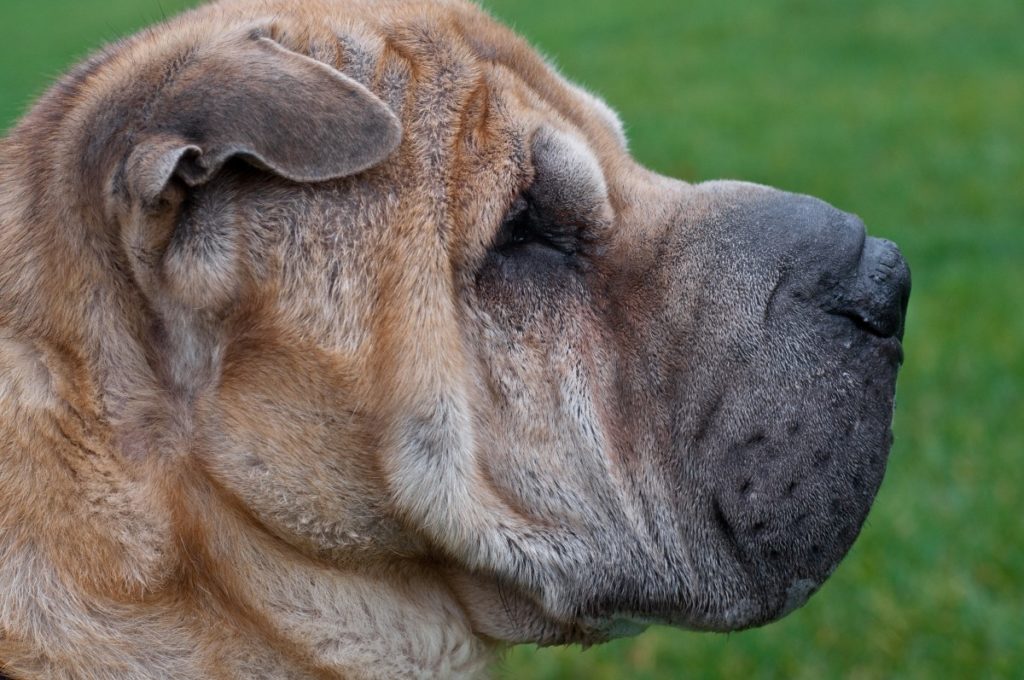 testa Shar Pei