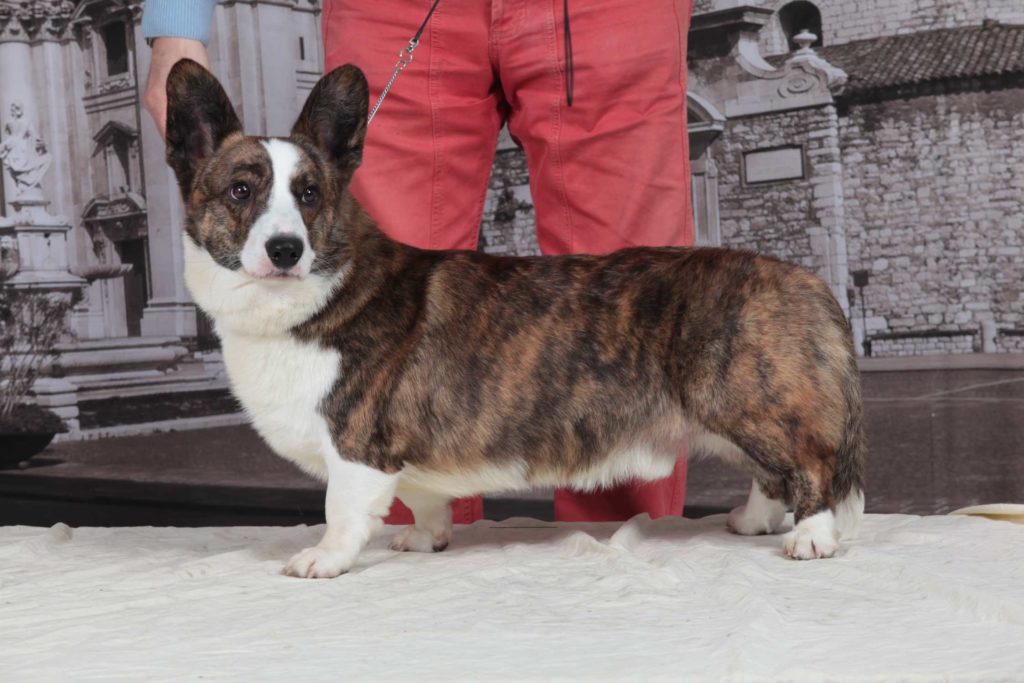 WELSH CORGI CARDIGAN