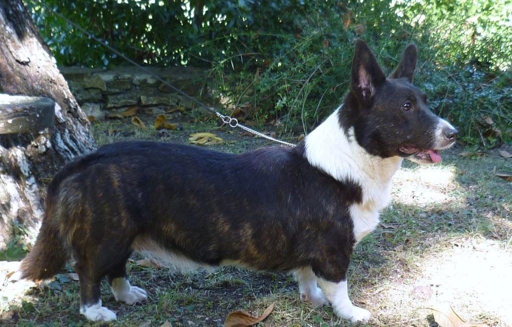 Welsh corgi cardigan