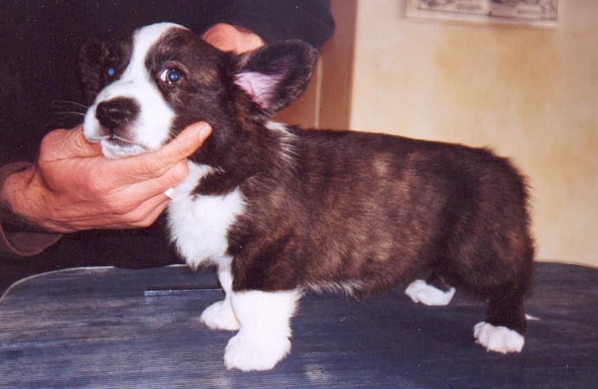 cucciolo WELSH CORGI CARDIGAN