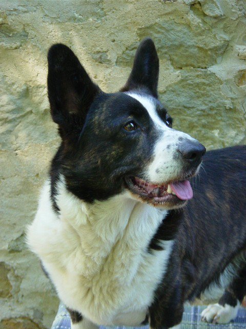 testa Welsh corgi cardigan