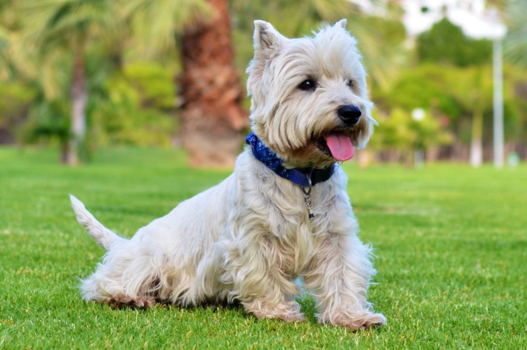 West Highland white terrier